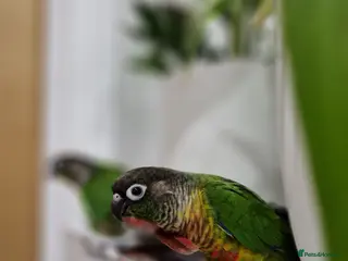 Conures birds 1x green cheek conure bird with cage & accessories - Advert 1