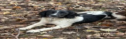 English Springer Spaniel dogs for stud: Elishade Misty Horizon (Dipper) - Advert 2