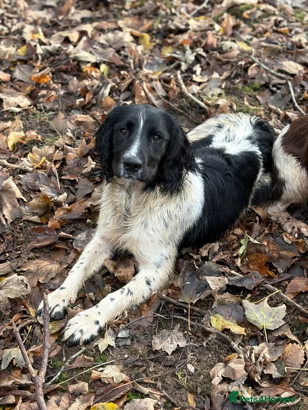 English Springer Spaniel dogs for stud: Elishade Misty Horizon (Dipper) - Advert 2
