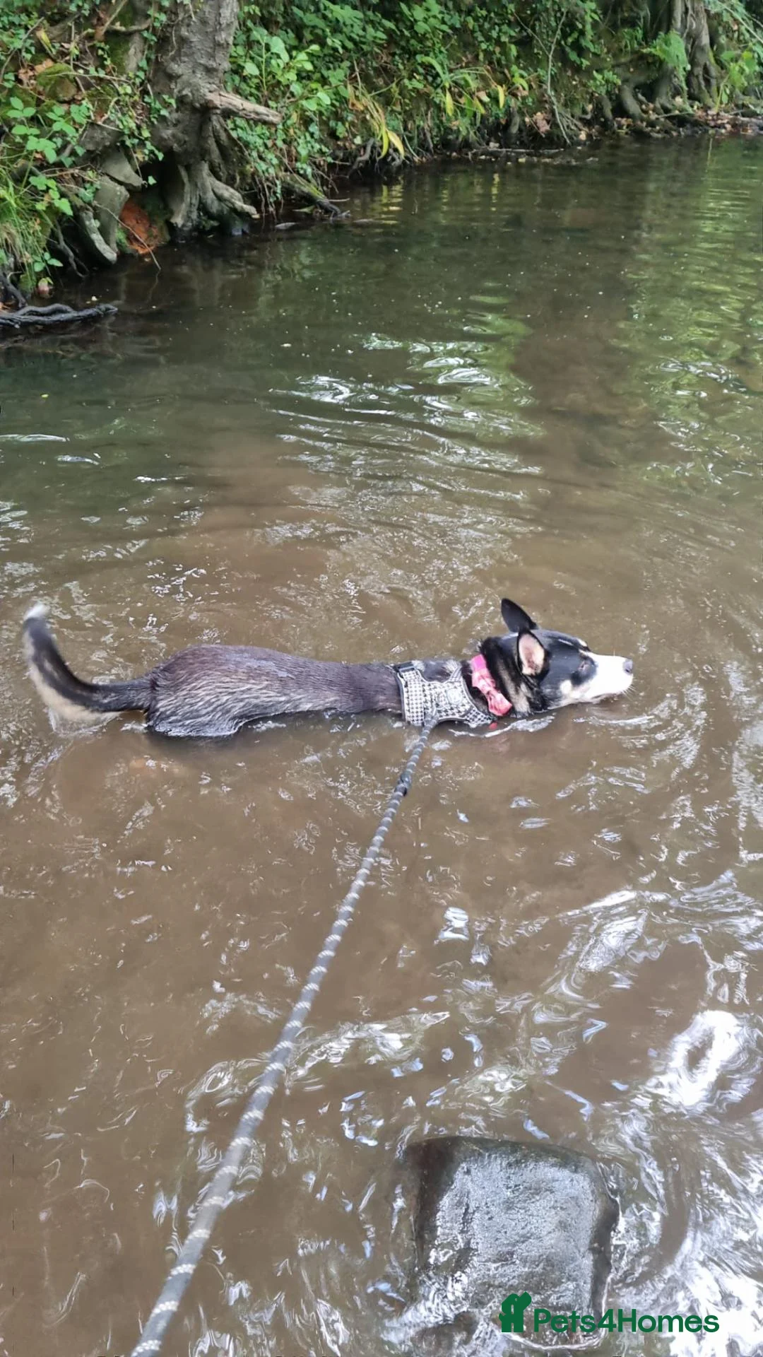 Mixed Breed dogs for sale: Nala is looking for her forever home in Chesterfield - Advert 2