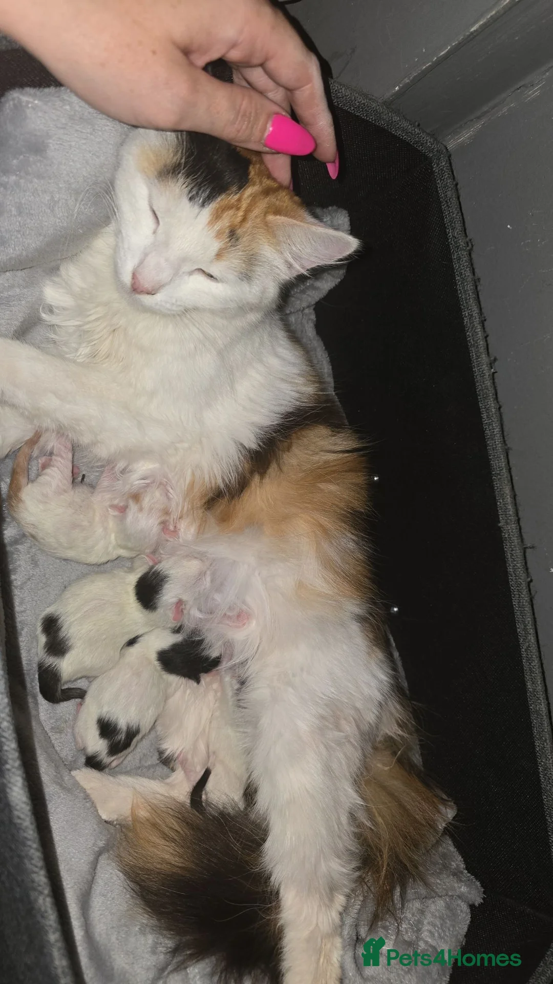 Mixed Breed cats for sale: 3 male kittens looking forever home  - Advert 1