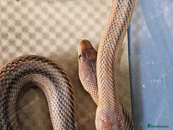 Rat Snake reptiles Mexican baird rat snakes  - Advert 2