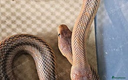 Rat Snake reptiles for sale: Mexican baird rat snakes  - Image 1