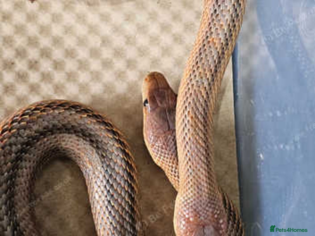 Rat Snake reptiles for sale: Mexican baird rat snakes  - Image 1
