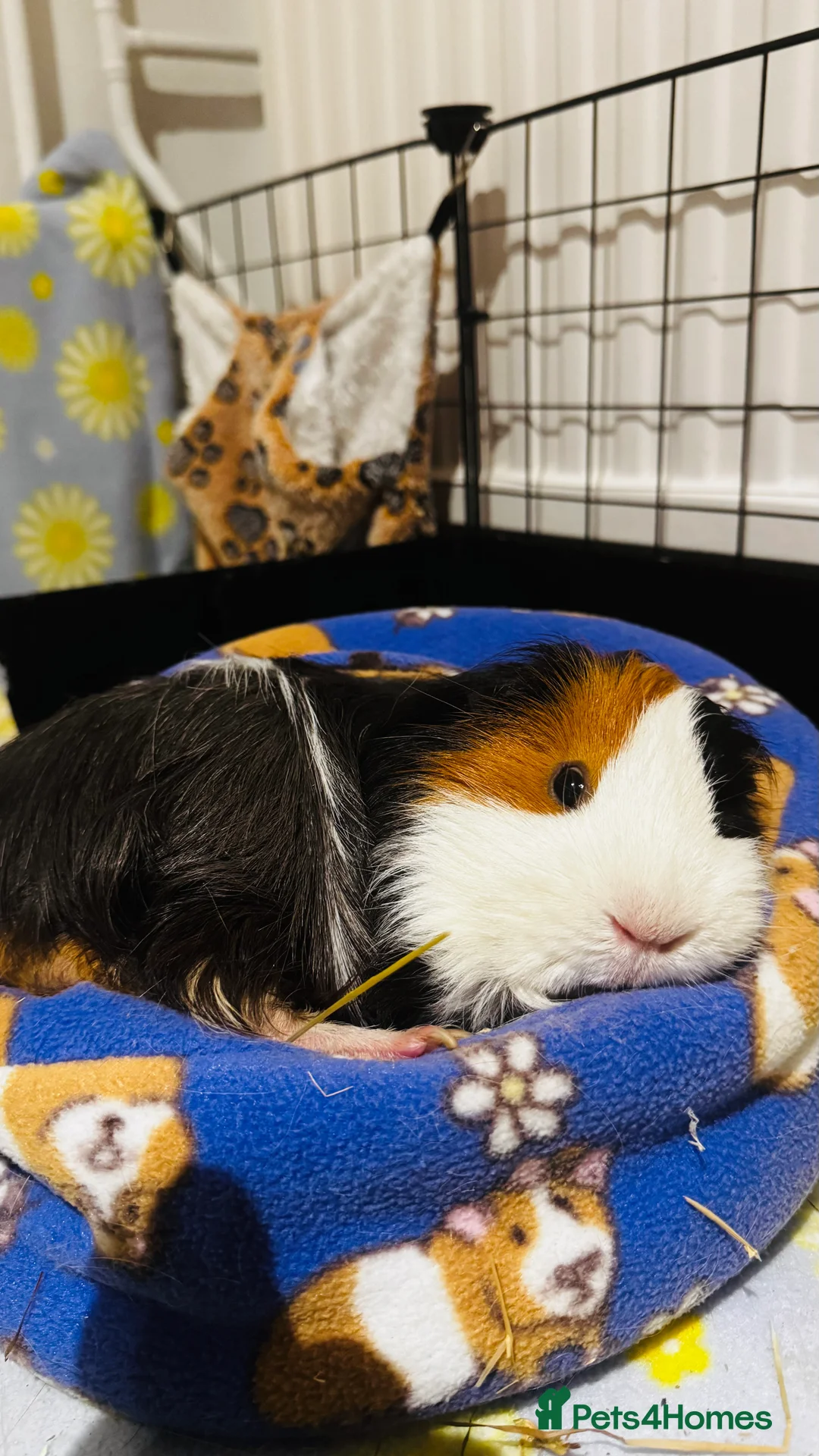 Guinea Pig rodents for sale: 2 Beautiful Male Guinea pigs for sale  - Advert 3