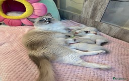 Ragdoll cats for sale: Beautiful Ragdoll Kittens  - Image 12