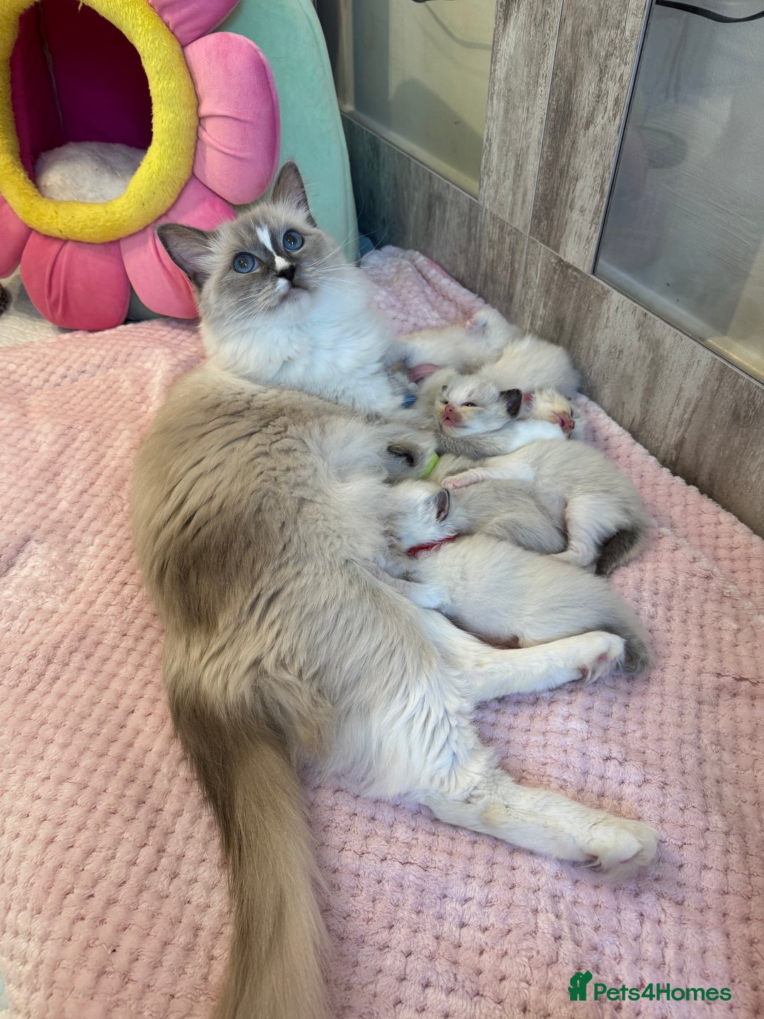 Ragdoll cats for sale: Beautiful Ragdoll Kittens  - Image 12