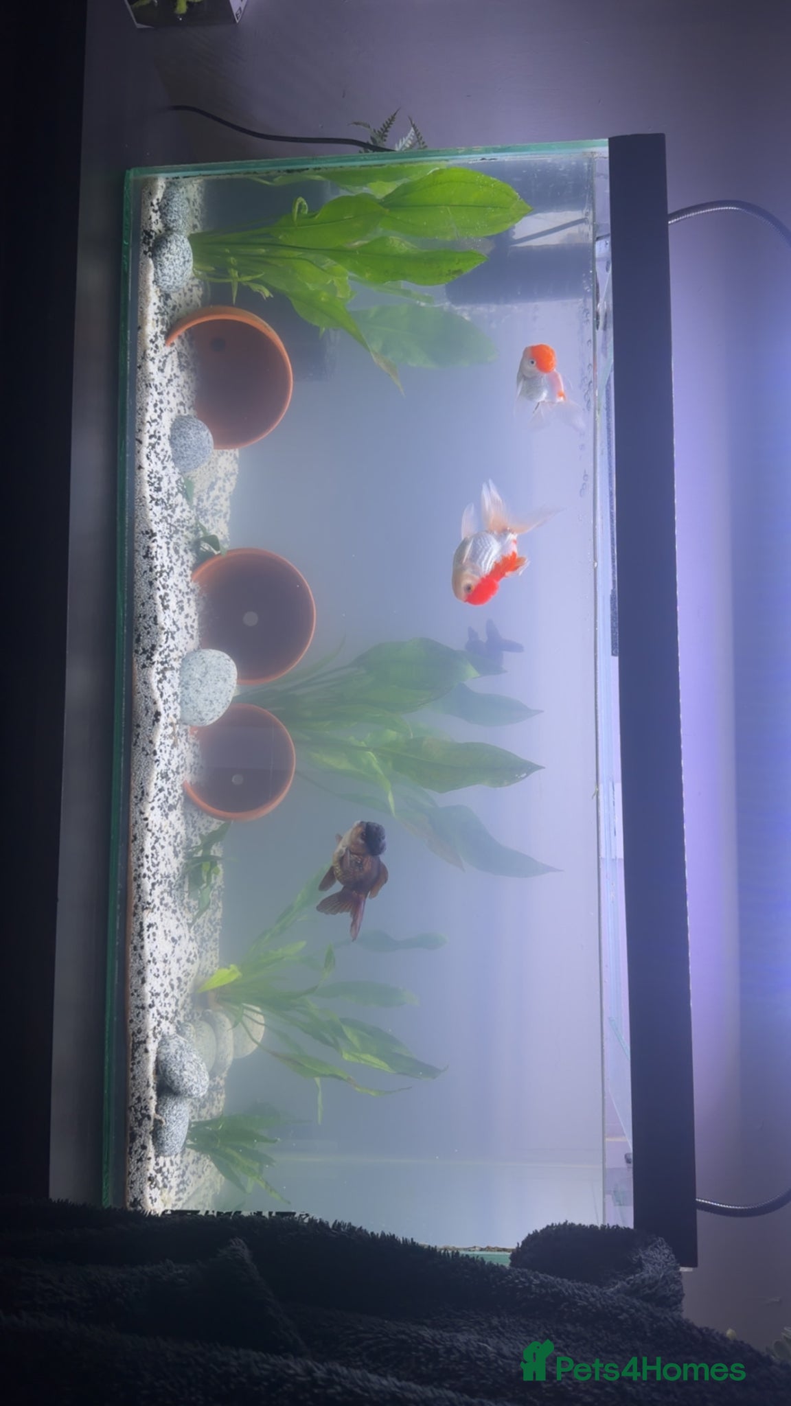 Fancy Goldfish fish 4 Fancy Goldfish / 150-200 Litre tank - Advert 1