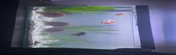 Fancy Goldfish fish for sale: 4 Fancy Goldfish /  **  Litre tank - Advert 1