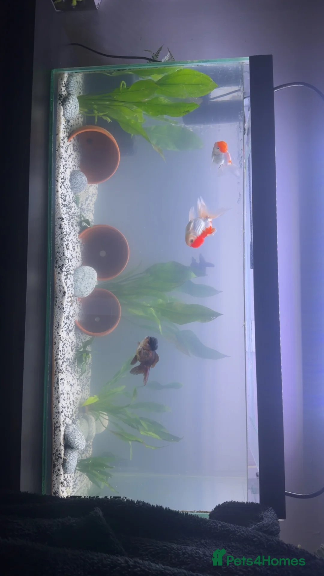 Fancy Goldfish fish for sale: 4 Fancy Goldfish /  **  Litre tank - Advert 1
