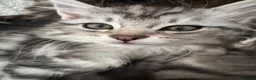 Norwegian Forest Cat cats for sale: Beautiful Norwegian Mix Kittens – 2 Boys & 1 Girl - Advert 9