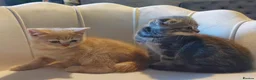 British Shorthair cats for sale: 5 handsome boys Bradford  - Advert 4