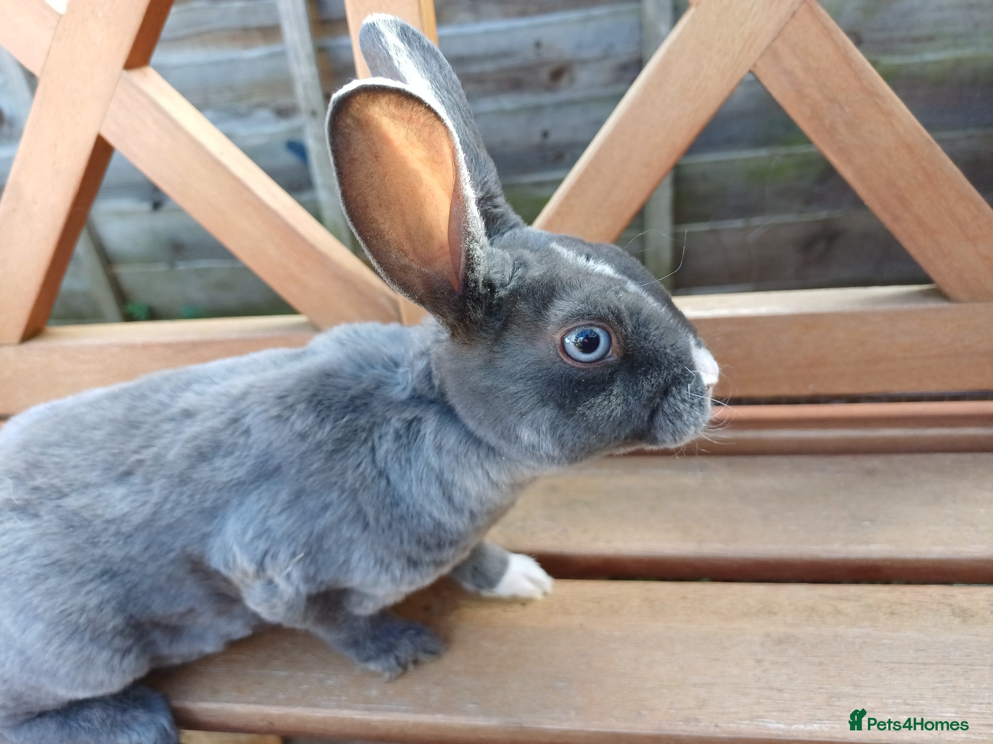 Rex rabbits Beautiful blue eyed mini rex looking for new home - Advert 2