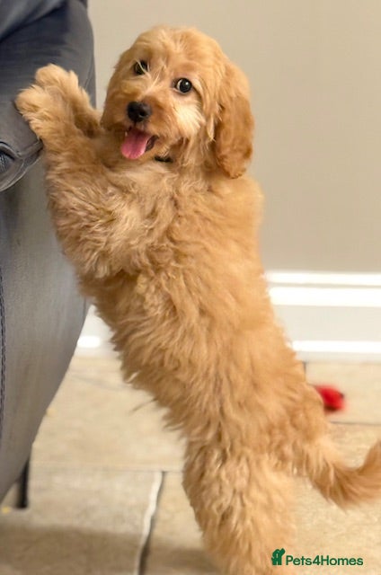 Cavapoo dogs Roll the cavapoo - Advert 1