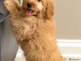 Cavapoo dogs Roll the cavapoo - Advert 3