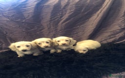 Miniature Dachshund dogs for sale: English Cream miniature dachshund  - Advert 9