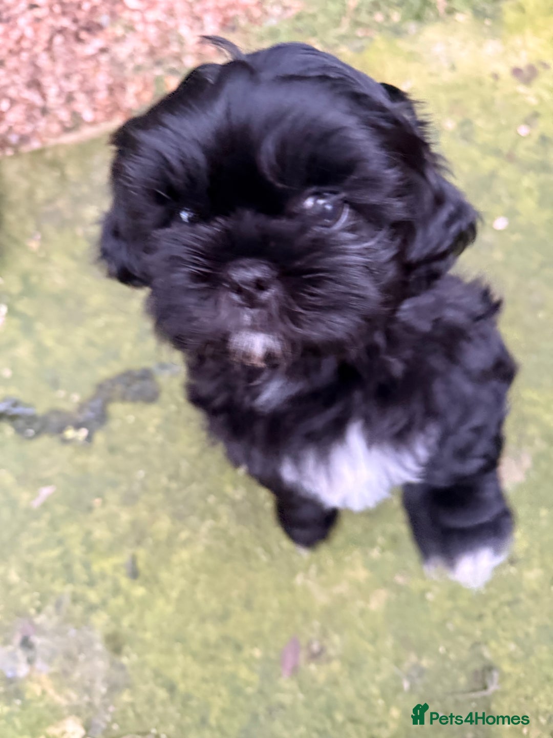 Shih Tzu dogs for sale: Stunning Male Shih Tzu Ready For New Home  - Advert 4