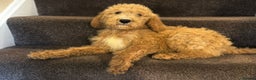 Bernedoodle dogs for sale: Bernedoodle standard F1b pups fluffy teddy bears - Advert 21