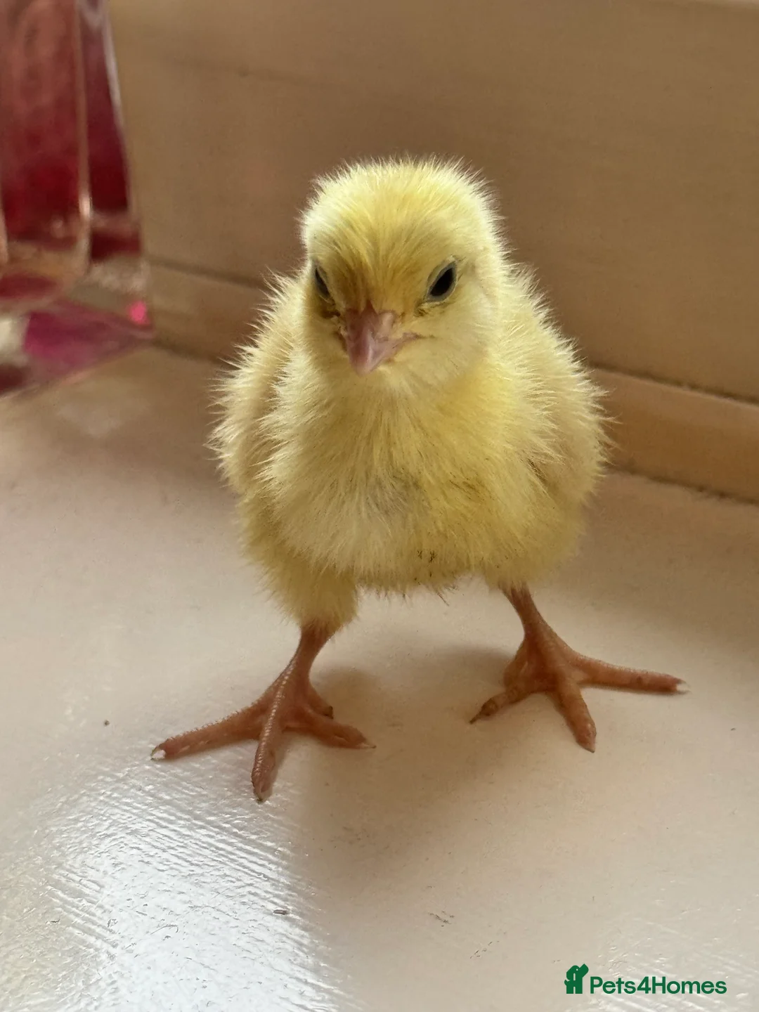 Quail poultry for sale: Coturnix Quail chicks mixed colour ( not ready ) - Advert 3