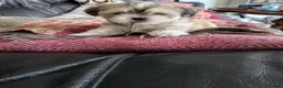 Lhasa Apso dogs for sale: Lhasa Apso puppies in Kent - Advert 31
