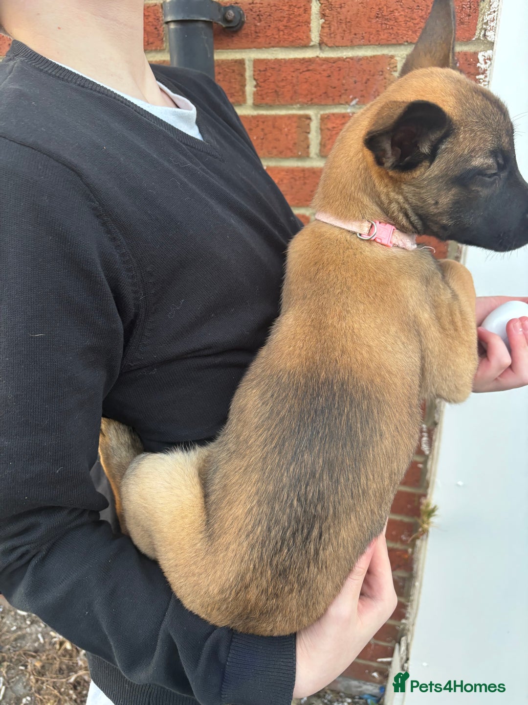 Belgian Shepherd Dog dogs for sale: Dutch herder x malinois Shepherd - Image 8