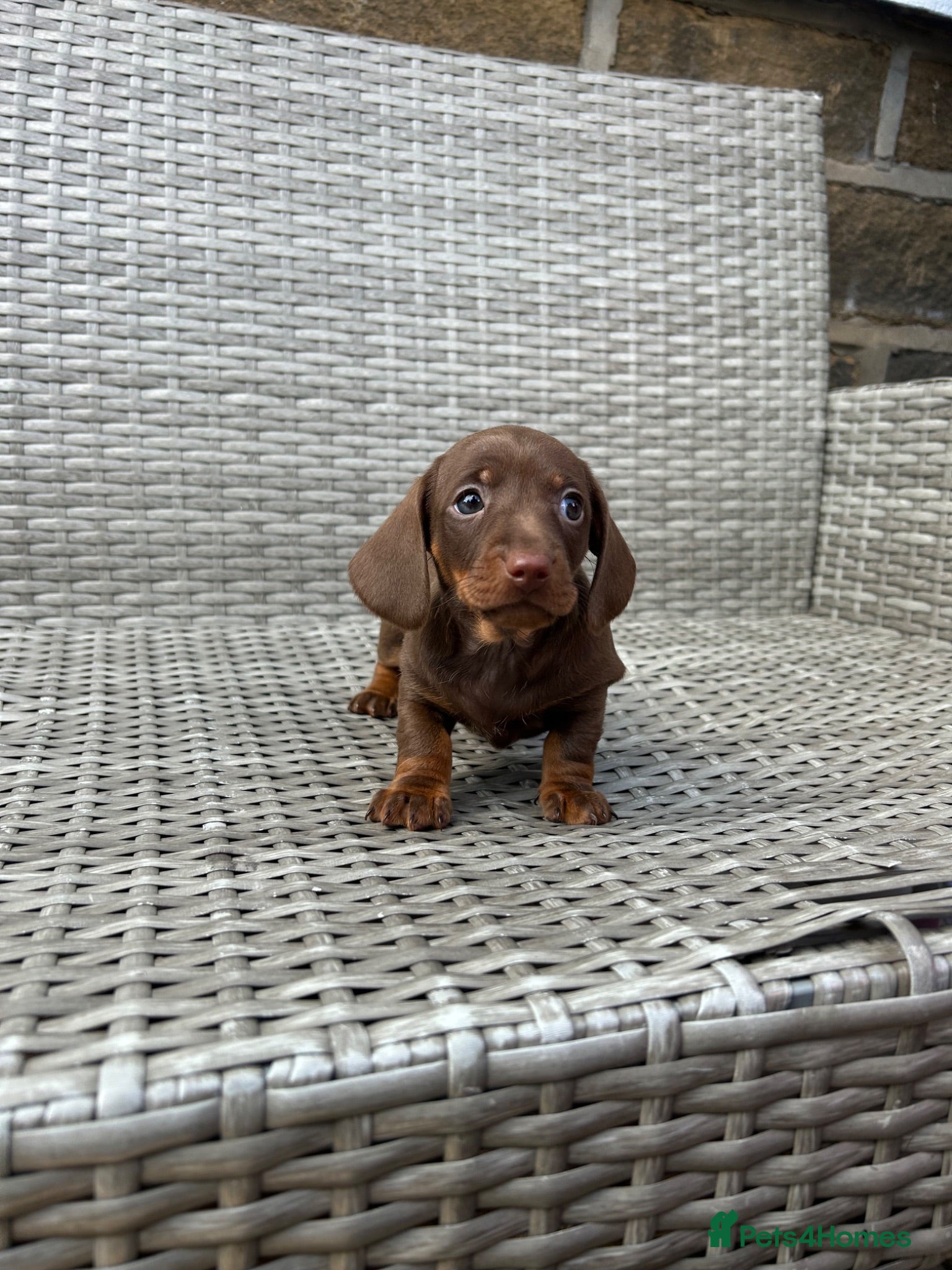 Miniature Dachshund dogs Miniature dachsunds - Advert 2