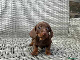 Miniature Dachshund dogs Miniature dachsunds - Advert 11