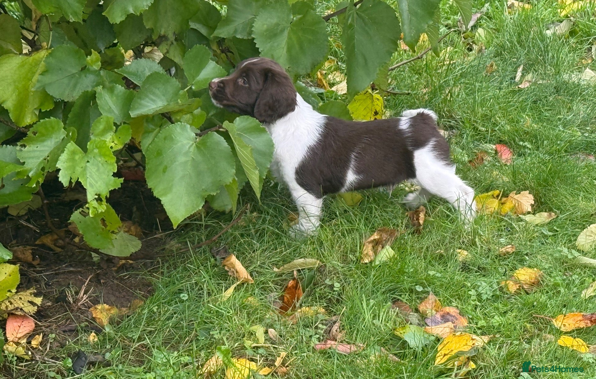 English Springer Spaniel dogs for sale: English Springer Spaniel pups, KC registered  - Advert 2