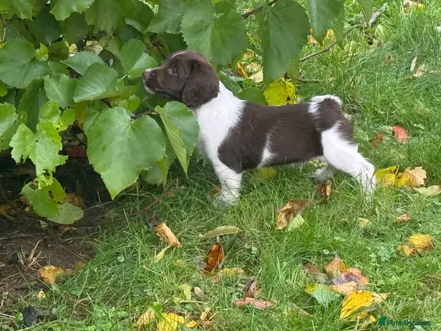 English Springer Spaniel dogs for sale: English Springer Spaniel pups, KC registered - Advert 2