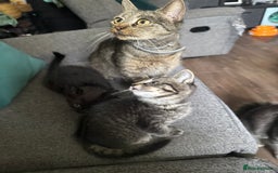 Mixed Breed cats for sale: Stunning kittens (3) - Image 13