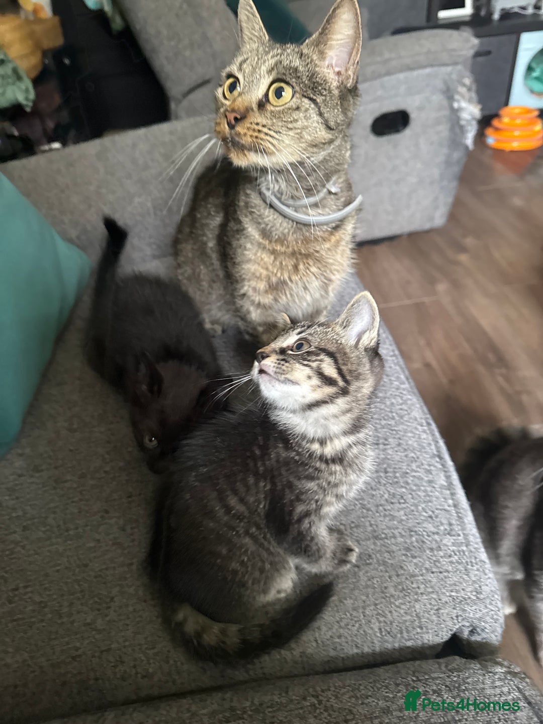 Mixed Breed cats for sale: Stunning kittens (3) - Image 13