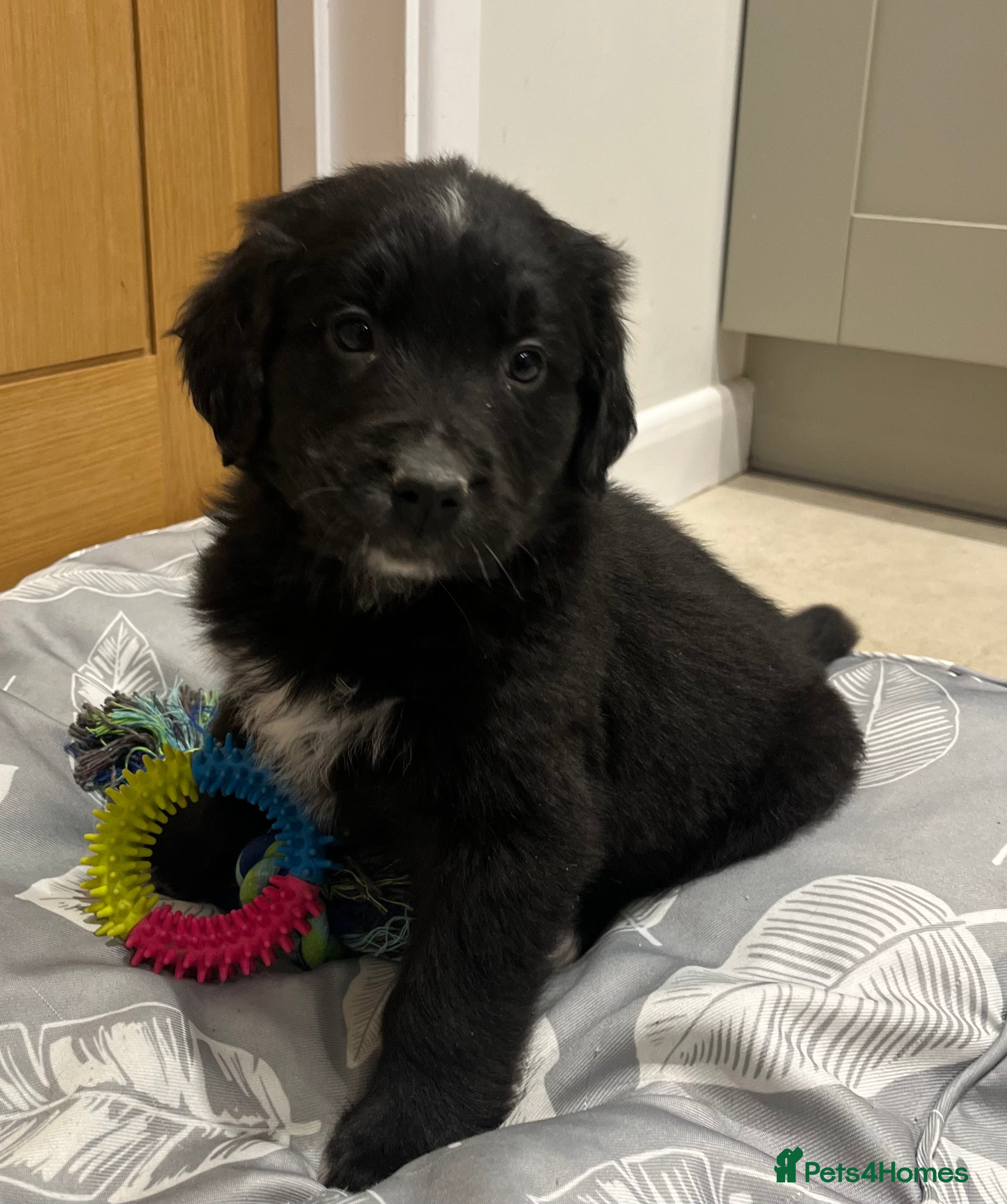 Golden Retriever dogs Beautiful Bernese Mountain Dog x Golden Retrievers - Advert 8