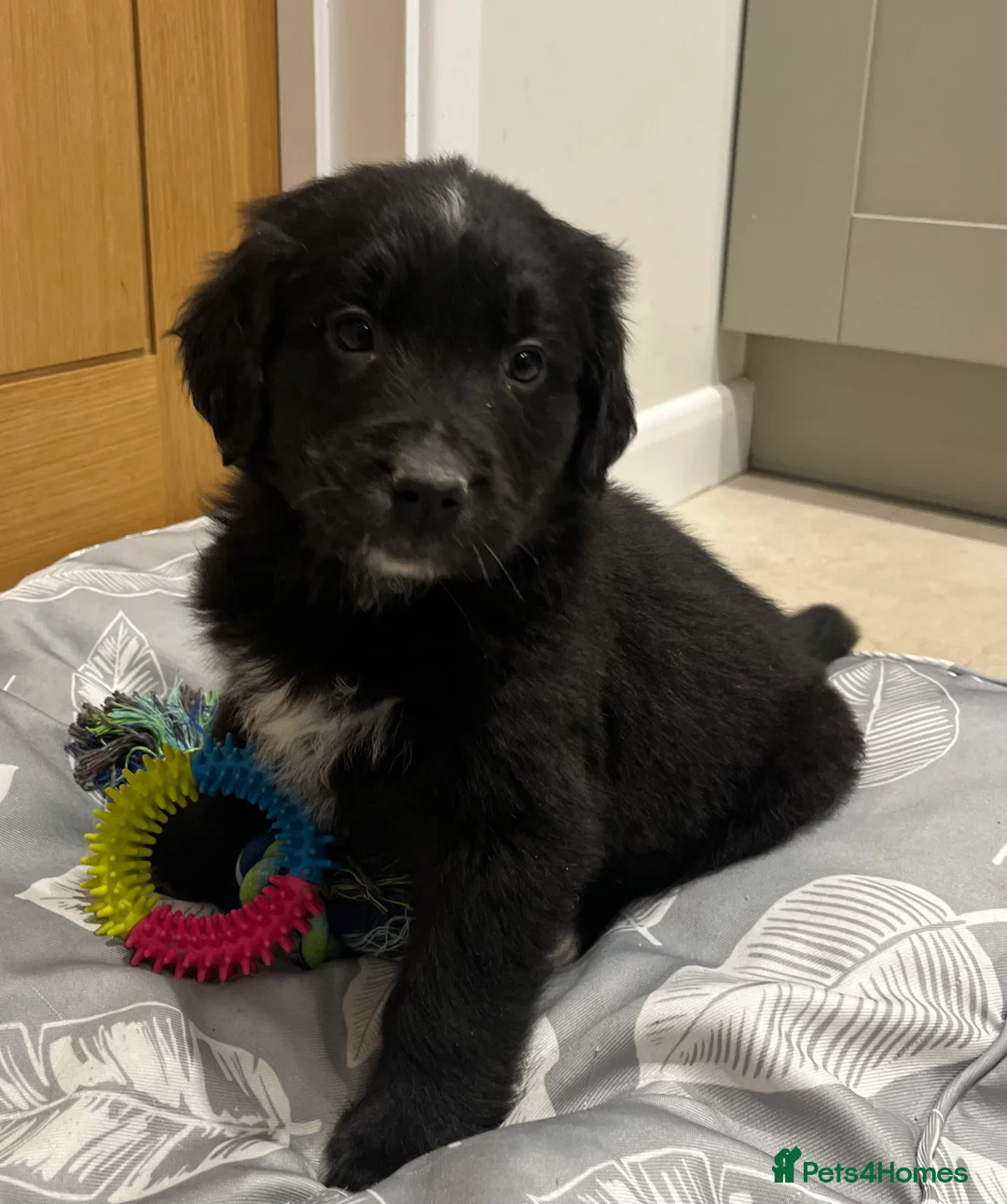 Golden Retriever dogs for sale: Beautiful Bernese Mountain Dog x Golden Retrievers - Advert 2