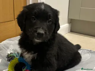 Golden Retriever dogs Beautiful Bernese Mountain Dog x Golden Retrievers - Advert 8