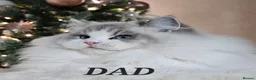 Ragdoll cats for sale: Council licence held. Stunning GCCF reg kittens  - Advert 8
