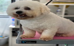Bichon Frise dogs for sale: Gorgeous Bichon Girl  - Image 5