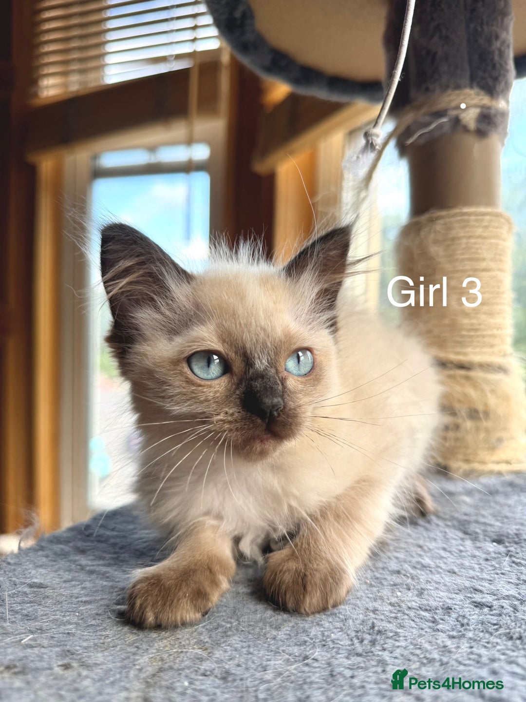 Ragdoll cats for sale: 4 beautiful ragdoll kittens  - Image 27