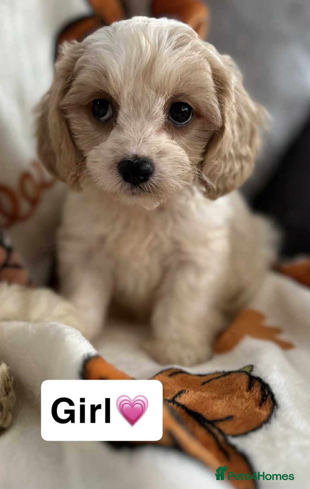 Cavachon dogs for sale: DNA CLEAR CAVACHON PUPS - Image 12