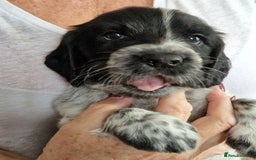 Cocker Spaniel dogs for sale: Cocker spaniel puppies for sale - Image 5