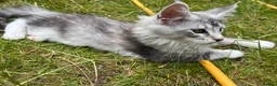 Maine Coon cats for sale: Adorable Maine Coon Kittens - Advert 9