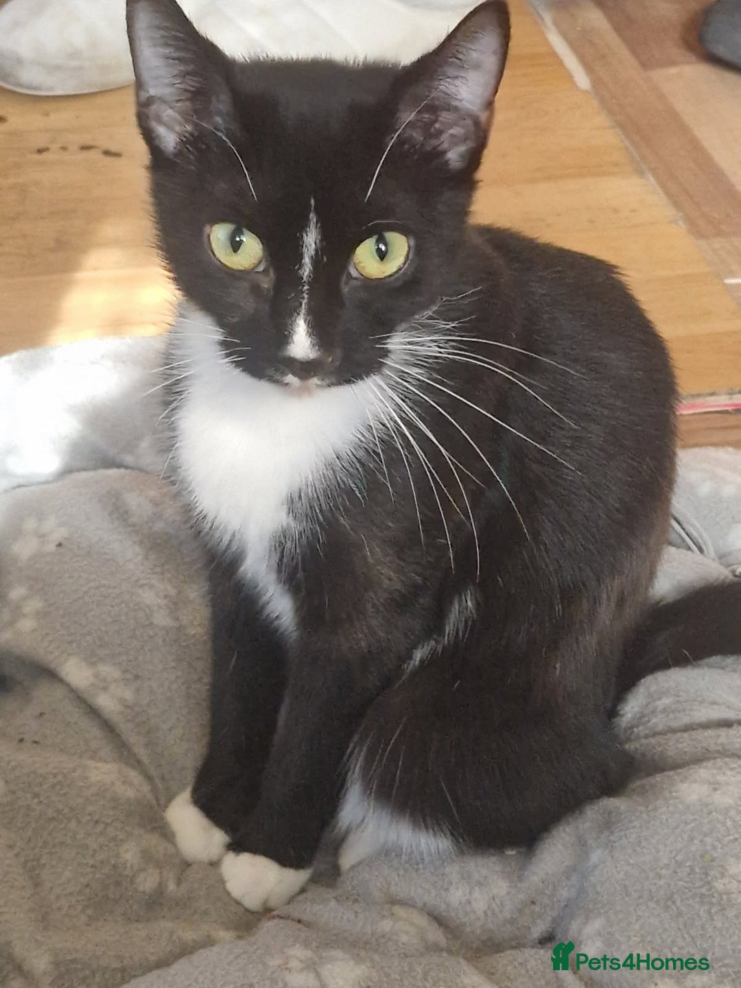 Asian cats for sale: Free Cat  - Image 1