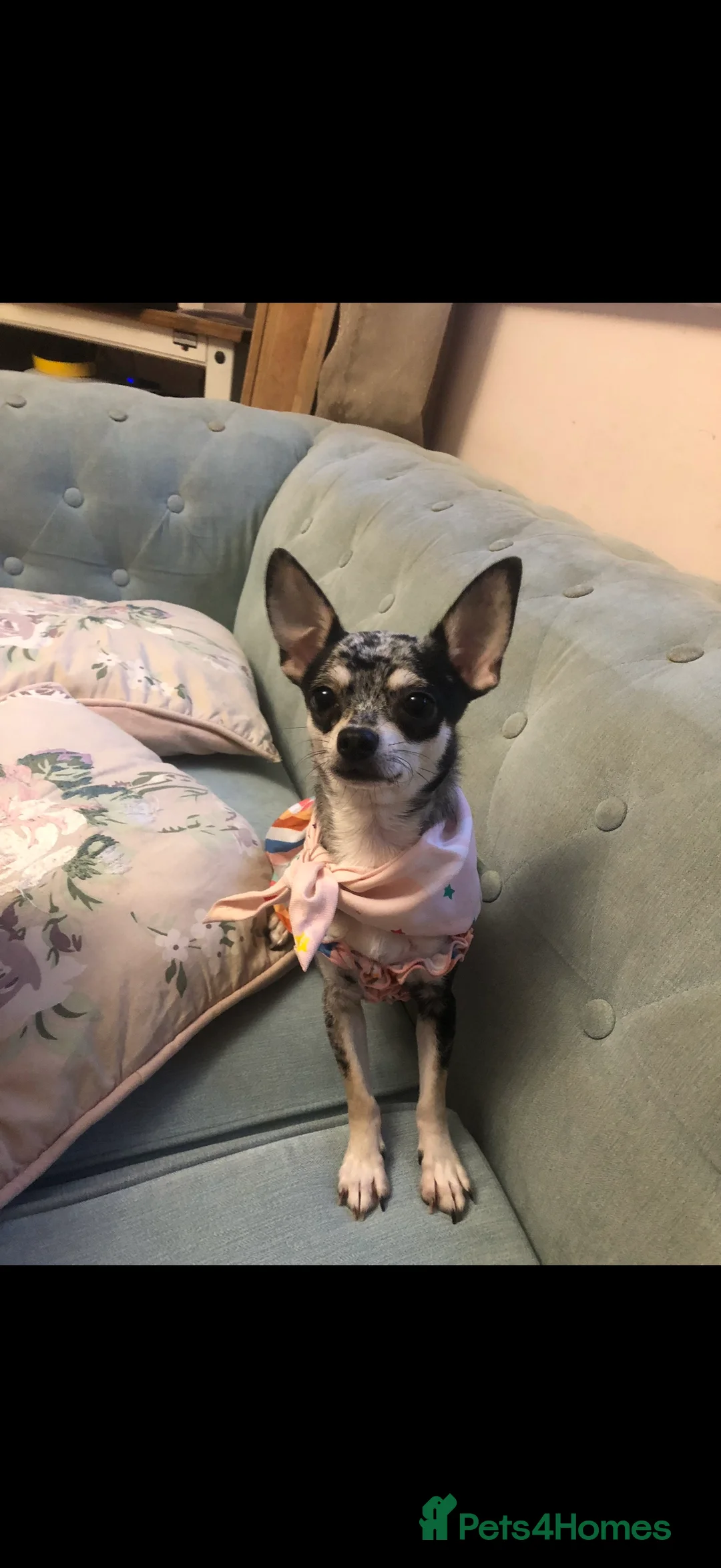 Chihuahua dogs for sale: Mum and daughter chihuahuas  - Advert 7