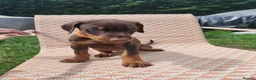 Dobermann dogs for sale: Doberman puppies beautiful temperament  - Advert 5