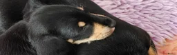 Mixed Breed dogs for sale: Adorable F1 Schnoxie puppies - Advert 8