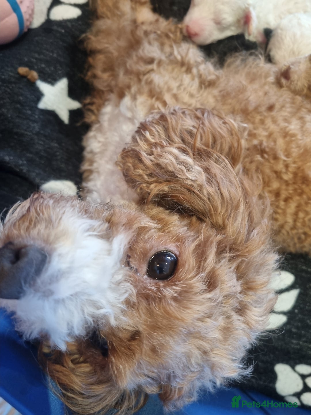 Toy Poodle dogs for sale: Toy poodle puppy - Advert 22