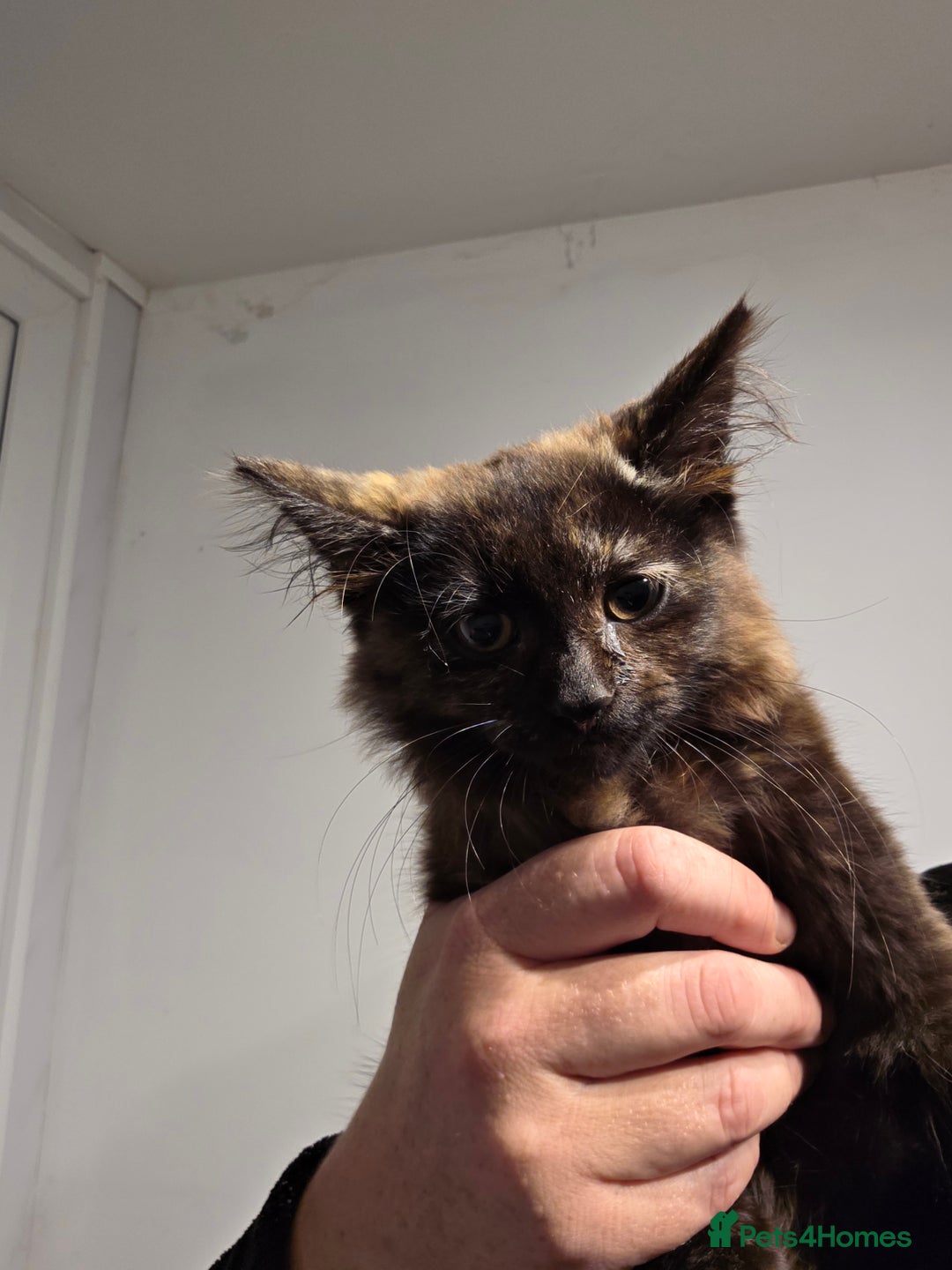 Mixed Breed cats for sale: Polydactyl mainecoon cross kittens  - Image 16