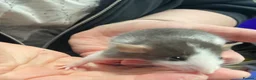 Rat rodents for sale: Baby rats - Advert 16