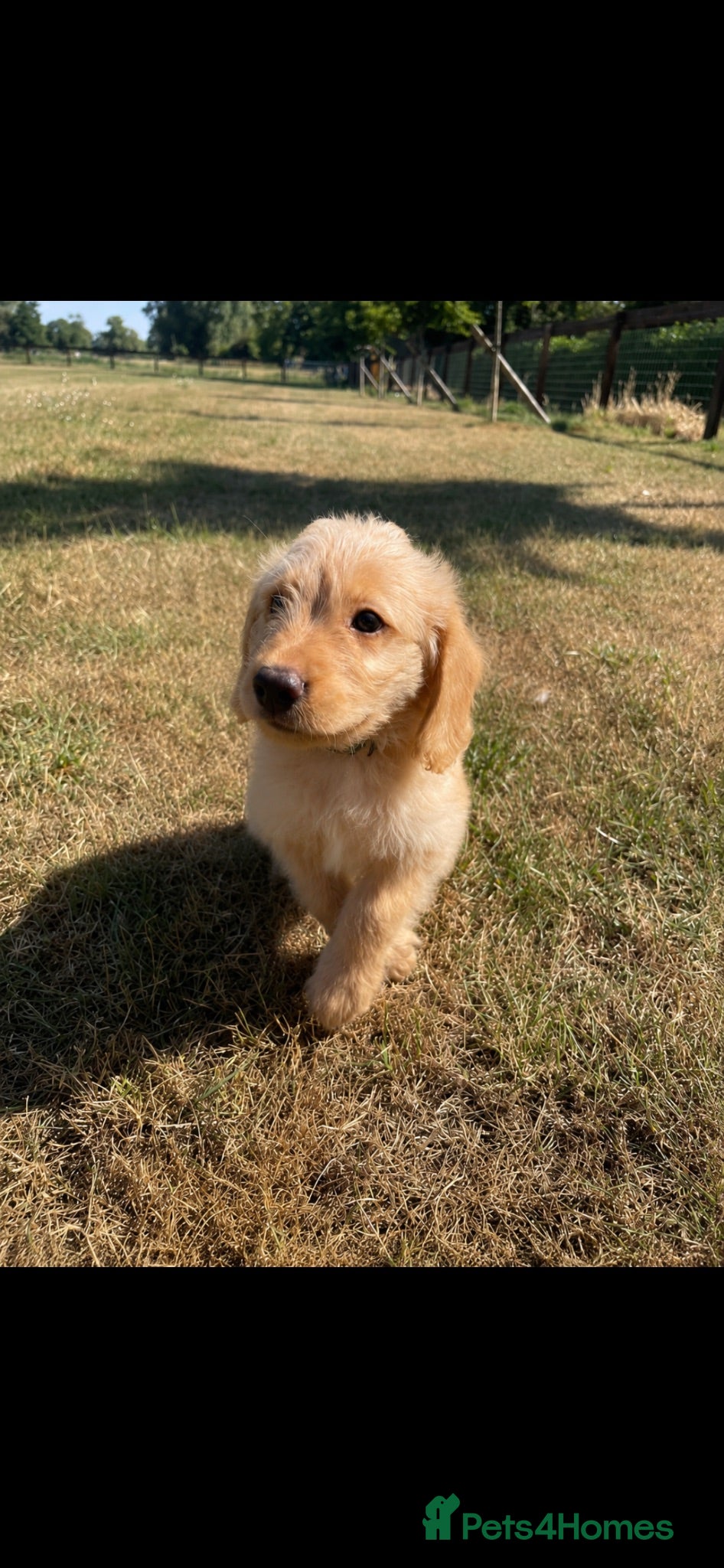 Labradoodle dogs F1 Miniature Labradoodle puppies  - Advert 2