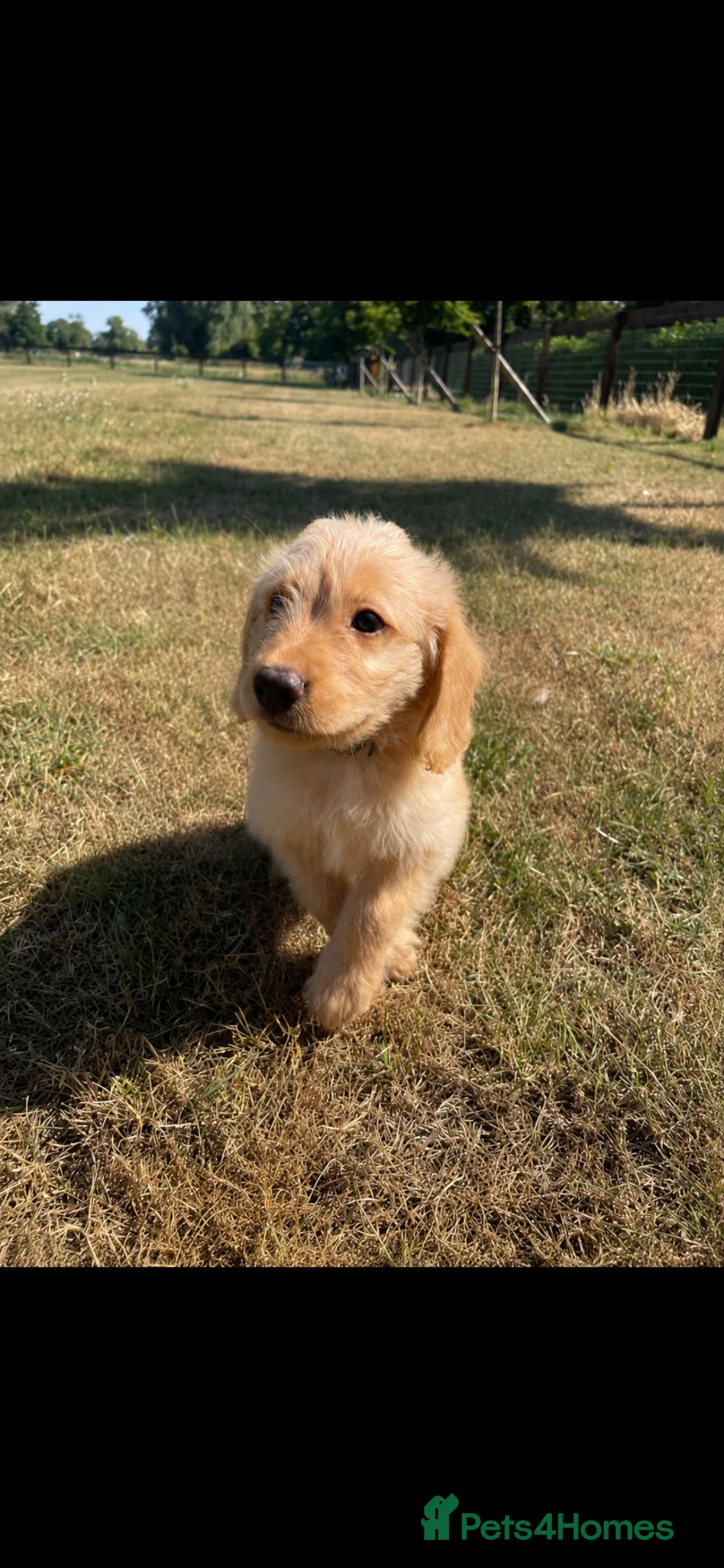 Labradoodle dogs for sale: F1 Miniature Labradoodle puppies  - Advert 2