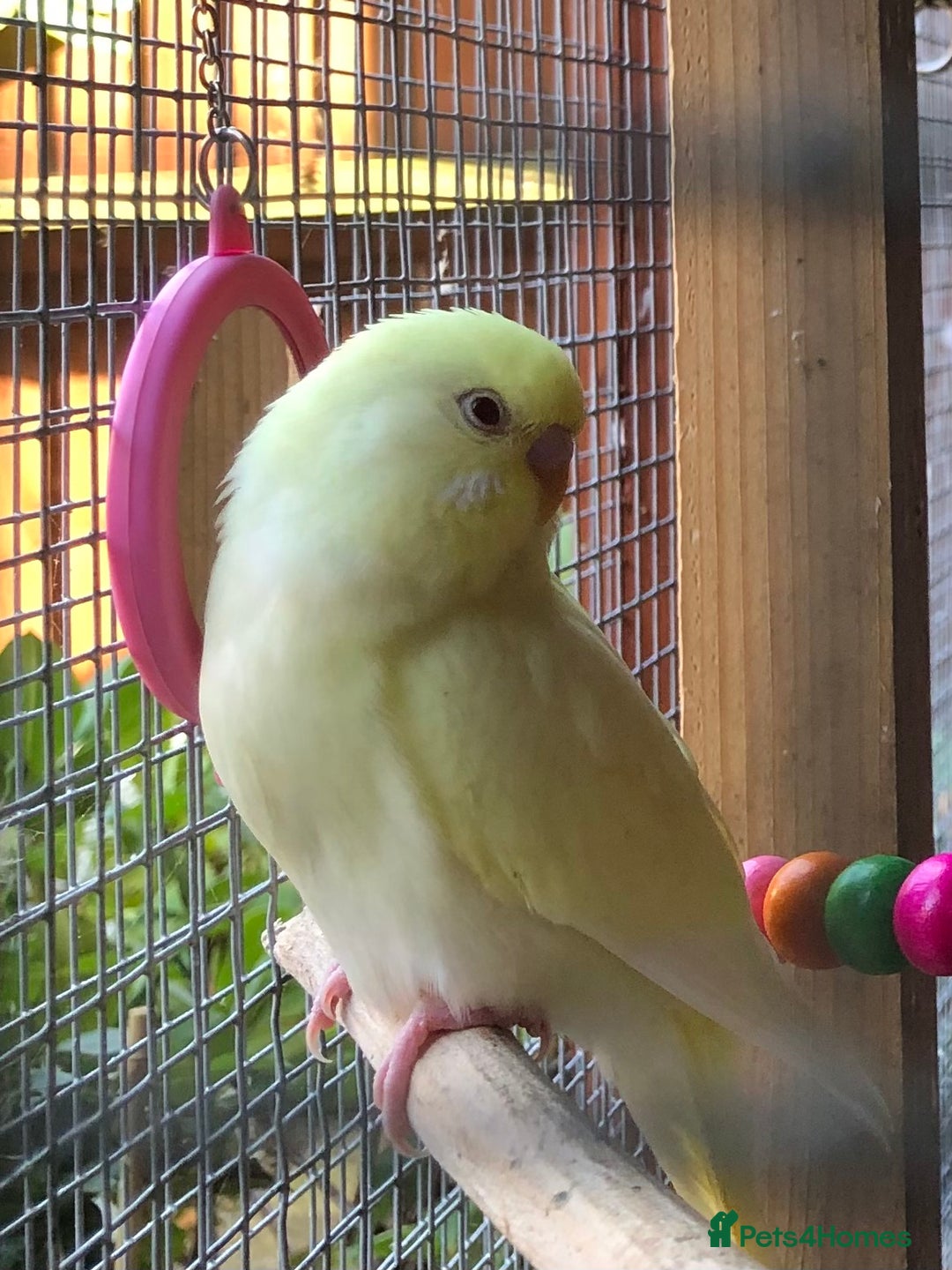 Budgerigars birds for sale: Budgies with an Aviary available. - Image 21